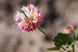 1500 ALSIKE CLOVER Trifolium Hybridum Pink & White Flower Legume Seeds
