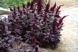 250 BURGUNDY AMARANTHUS Hypochondriacus Amaranth Grain Vegetable Flower Seeds