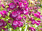 100 SENSATION MIX PENSTEMON Hartwegii Beardtongue Mixed Colors Two Tone Red, Pink, White, Purple, White Flower Seeds