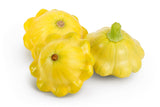10 Golden YELLOW Bush SCALLOP SQUASH (Patty Pan / Paty Pan / Squanter Squash) Summer Cucurbita Pepo Vegetable Seeds