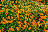 25 MIXED THUNBERGIA Alata VINE Black Eyed Susan Orange White Yellow Flower Seeds