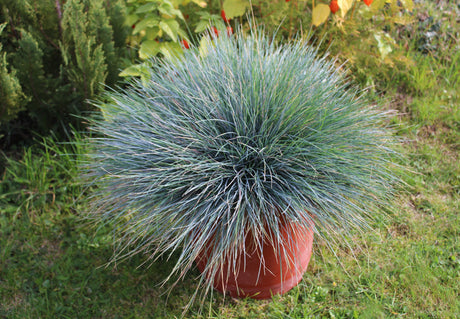 100 BLUE Sheeps FESCUE GRASS Festuca Ovina Glauca Cinerea Seeds