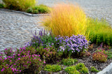 30 Violet PANIC GRASS Panicum Miliaceum Violaceum Ornamental Purple Millet Seeds