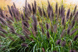 10 Dwarf BLACK FOUNTAIN GRASS Pennisetum Alopecuroides Viridescens Hardy Ornamental Seeds