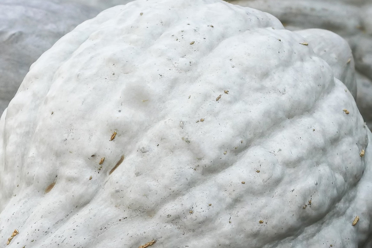 30 BLUE HUBBARD SQUASH New England Buttercup Cucurbita Pepo Vegetable Seeds