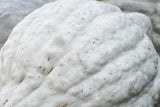 30 BLUE HUBBARD SQUASH New England Buttercup Cucurbita Pepo Vegetable Seeds