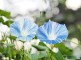 50 Blue & White FLYING Saucers MORNING GLORY Flower Vine Ipomoea Purpurea Seeds