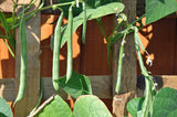50 FRENCH Blue Lake POLE BEAN Phaseolus Vulgaris Vegetable Seeds