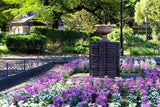1000 FRINGED PINKS DIANTHUS Superbus White Pink Purple Flower Seeds