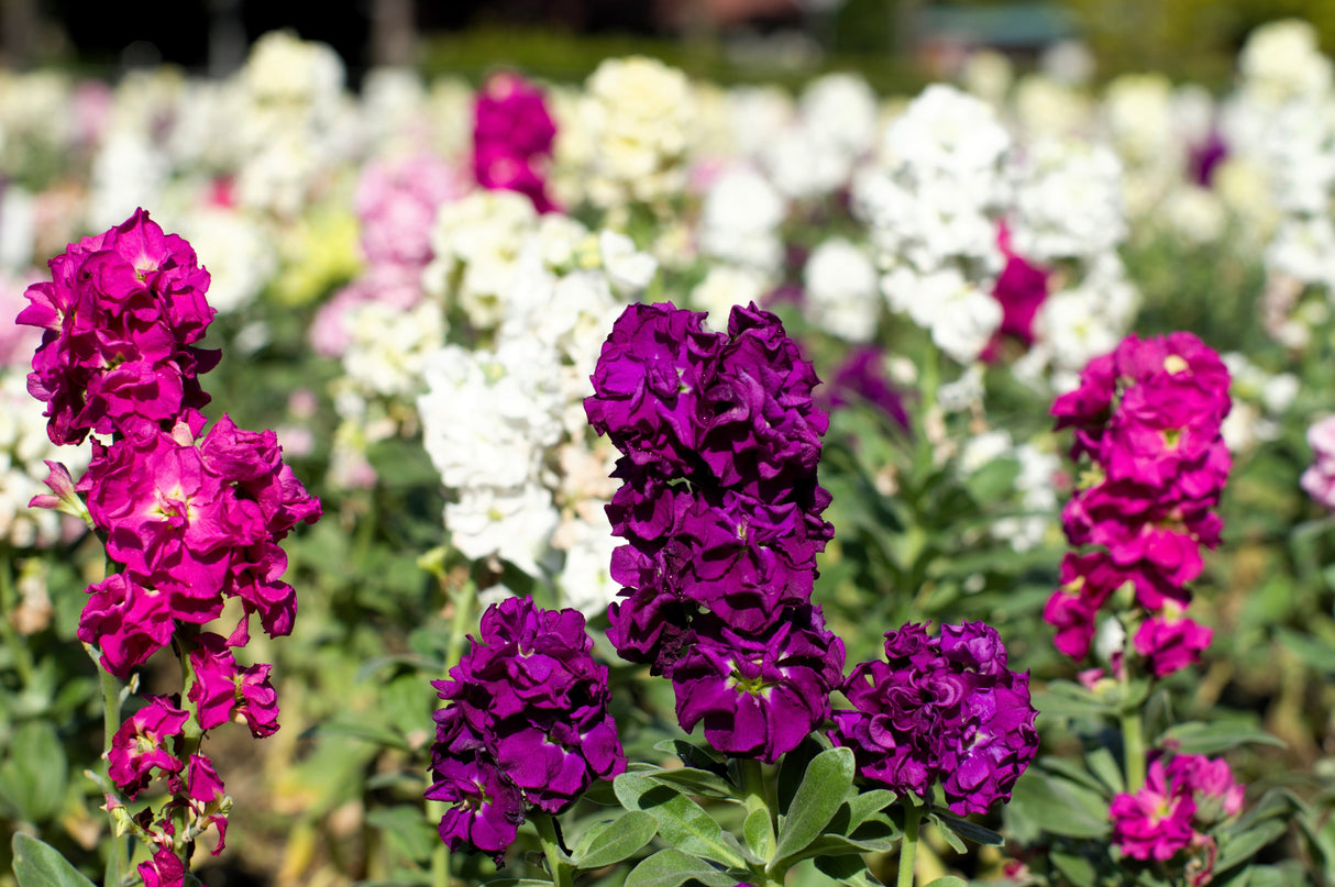 50 MIXED COLORS STOCK Matthiola Incana Ten-Week Gillyflower Blue White Pink Red Purple Seeds