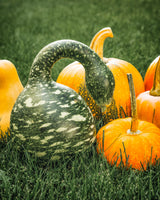 15 GOOSENECK / Bottle / SWAN GOURD Lagenaria Siceraria Vine Seeds