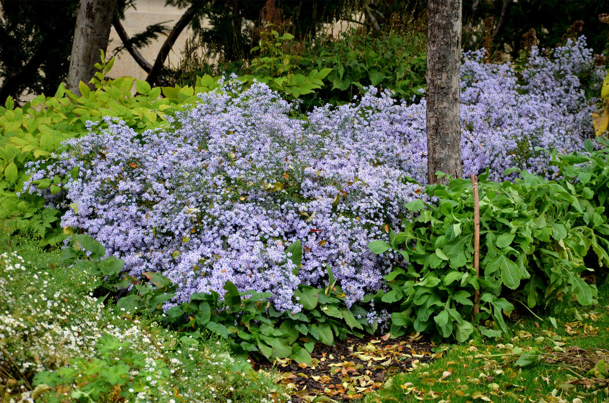 100 HEART LEAVED ASTER Cordifolius Symphyotrichum Blue Wood Aster Flower Seeds