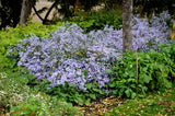 100 HEART LEAVED ASTER Cordifolius Symphyotrichum Blue Wood Aster Flower Seeds