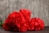 50 SCARLET RED CARNATION Dianthus Caryophyllus Grenadin Double Flower Seeds