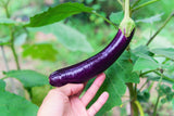 1000 LONG PURPLE EGGPLANT Solanum Melongena Esculentum Vegetable Seeds