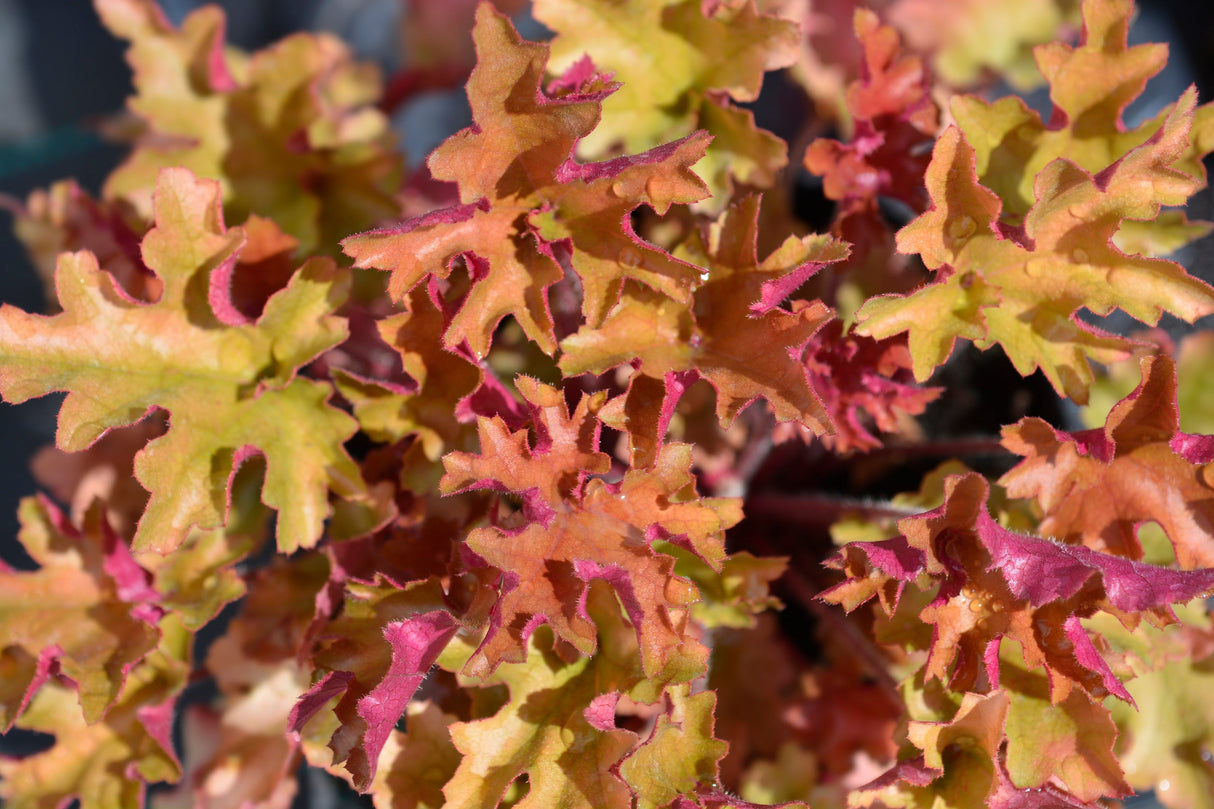 1200 Mixed Colors CORAL BELLS HEUCHERA Shade Flower Seeds