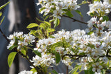 20 SASKATOON SERVICEBERRY aka Western, Pacific, Juneberry, Shadbush Amelanchier Alnifolia Native Edible Purple Berry Fruit White Flower Shrub Seeds