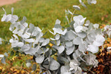 20 SILVER DROP EUCALYPTUS Gunnii Cider Gum Silver Blue Foliage Florist Tree Seeds