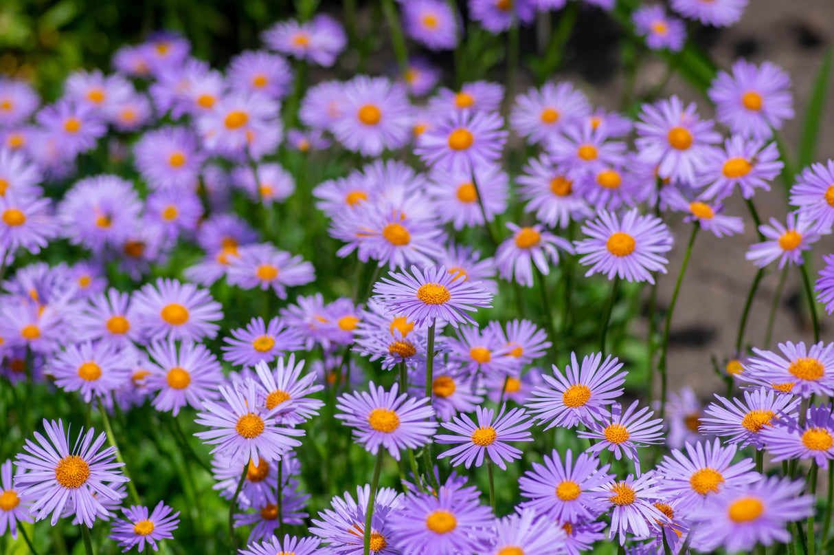 50 Blue EAST INDIES ASTER Tongolensis Flower Seeds