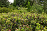40 SALAL BERRY Gaultheria Shallon Pink White Flowers Blue Fruit Shrub Seeds