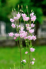 100 TALL DOUBLE COLUMBINE Aquilegia Vulgaris Mixed Colors Red, Pink, Purple, & White Flower Seeds