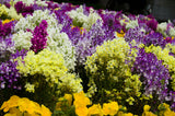 2000 NORTHERN LIGHTS Mix SNAPDRAGON Linaria Maroccana Flower Seeds