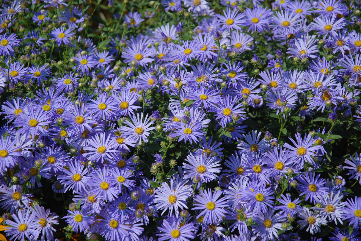 100 HEART LEAVED ASTER Cordifolius Symphyotrichum Blue Wood Aster Flower Seeds