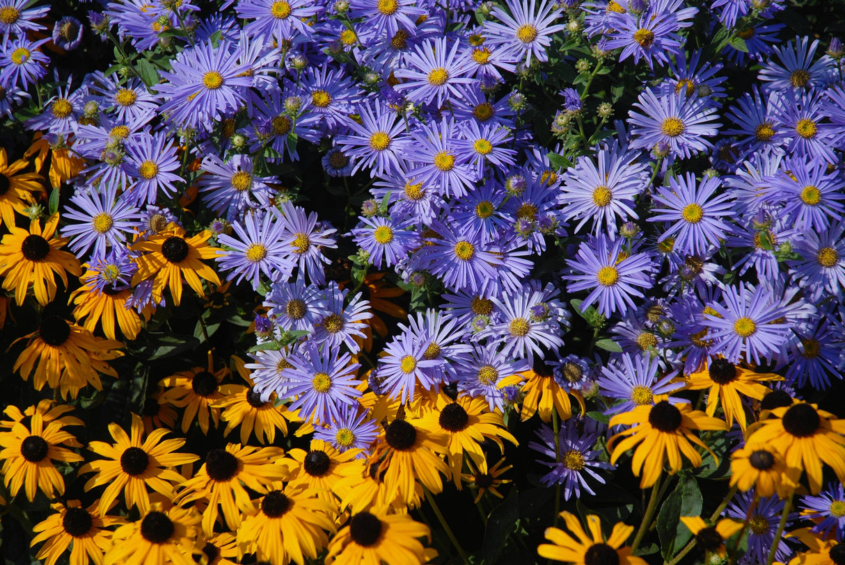 100 HEART LEAVED ASTER Cordifolius Symphyotrichum Blue Wood Aster Flower Seeds
