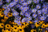 100 HEART LEAVED ASTER Cordifolius Symphyotrichum Blue Wood Aster Flower Seeds