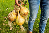 250 Sweet WALLA WALLA ONION Allium Cepa Vegetable Seeds