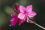 100 Pink GAURA WHIRLING BUTTERFLIES Gaura Biennis Flower Seeds