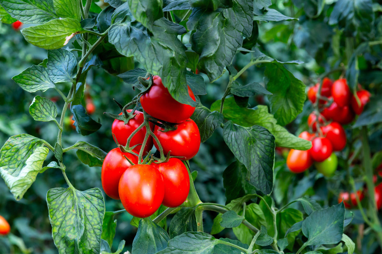 50 Organic AMISH PASTE TOMATO Red Heirloom Roma Type Lycopersicon Fruit Vegetable Seeds