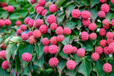5 PINK DOGWOOD Tree Cornus Capitata Angustata Kousa Ornamental Flowering Tree Seeds