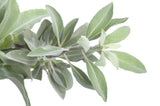 75 Sacred California WHITE SAGE Salvia Apiana Shrub Silver Folliage Native Smudge Seeds
