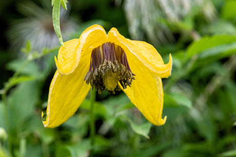 10 Yellow CLEMATIS RADAR LOVE Vine Climber Clematis Tangutica Flower Seeds