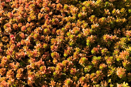 25 Spanish STONECROP / SEDUM HISPANICUM Groundcover Flower Seeds