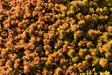 150 MIXED SEDUM Stonecrop Succulent Groundcover Red White Yellow Pink Purple Flower Seeds