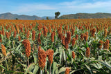50 DELLA SORGHUM Bicolor Syrup Flour Grain Vegetable Seeds