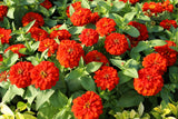 250 Red CHERRY QUEEN ZINNIA Elegans Flower Seeds