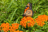 10 GAY BUTTERFLIES MILKWEED Red Yellow Orange Mix Asclepias Tuberosa Butterfly Weed Flower Seeds