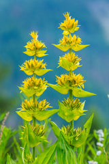 30 GREAT YELLOW GENTIAN Gentiana Lutea Herb Flower Seeds