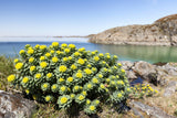 25 ROSEROOT STONECROP Golden Rose Root Sedum Rhodiola Rosea Yellow Succulent Flower Seeds