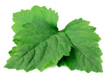 5 TRUE PATCHOULI SHRUB Fragrant Patchouly Pogostemon Cablin Herb Seeds
