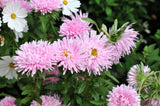 50 Mixed OSTRICH PLUME ASTER Feather Spider Callistephus Chinensis Flower Seeds