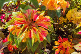 150 TRICOLOR AMARANTHUS PERFECTA Summer Poinsettia Amaranth Flower Seeds