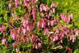 10 Pink FRINGED Fern Leaf BLEEDING HEART Dicentra Eximia Fernleaf Sun or Shade Flower Seeds