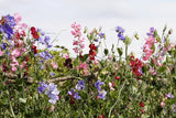 60 Mixed Colors SWEET PEA ROYAL Family Mix Lathyrus Odoratus Flower Vine Seeds