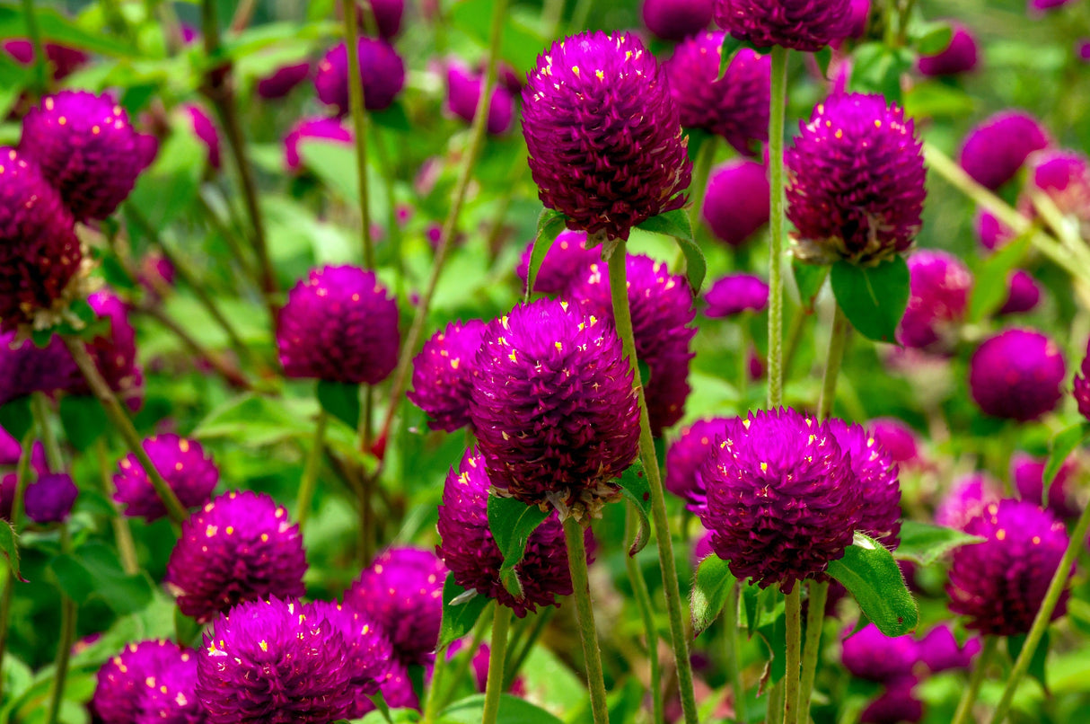 50 GLOBE AMARANTH MIX Gomphrena Globosa Mixed Colors Amaranthus Flower Seeds