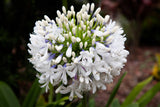 25 WHITE LILY of the NILE Agapanthus Orientalis African Lily Flower Seeds