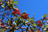 10 PACIFIC MADRONE TREE Bearberry Red Arbutus Menziesii Oregon Laurel Seeds